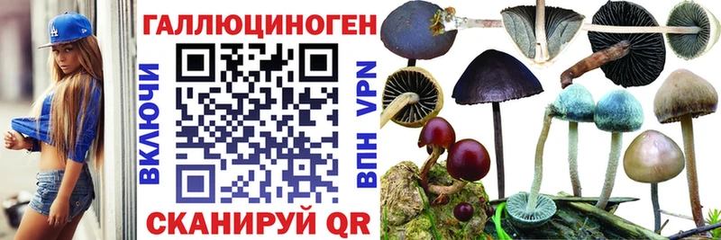 omg   Ейск  Галлюциногенные грибы Psilocybine cubensis  купить наркоту 